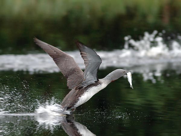 Kaakkuri, Red-throated Diver, Gavia stellata